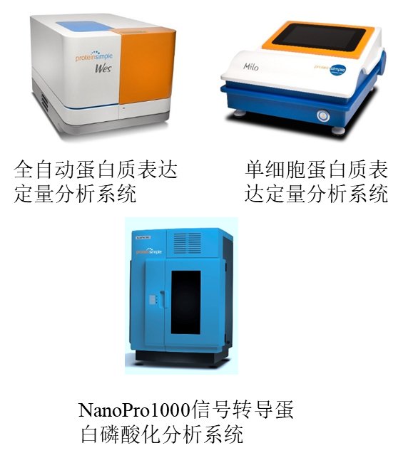 提取总蛋白