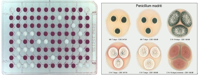 微生物鉴定与细胞表型芯片分析系统