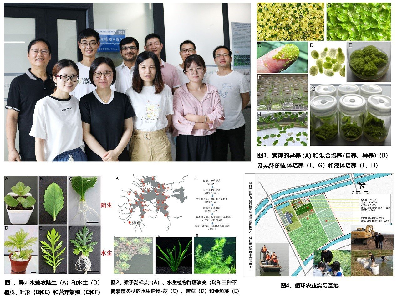 水生植物生理学研究组