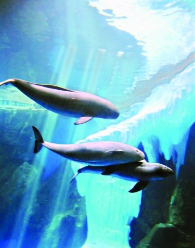 【长江日报】国内首个江豚海洋馆落户武