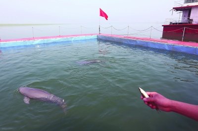 【长江日报】迁到新家突破进食关 2头