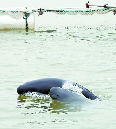 【长江日报】鄱阳湖江豚今天又来4头 