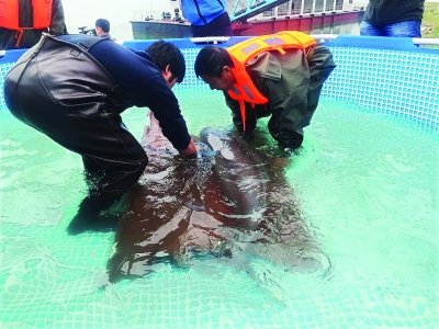 【长江日报】第二批4头江豚 抵达湖北