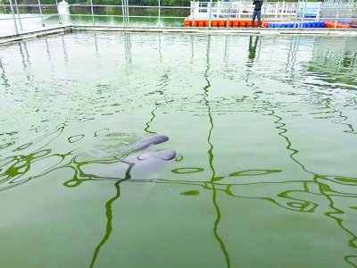 【长江日报】网箱养殖江豚首次成功分娩