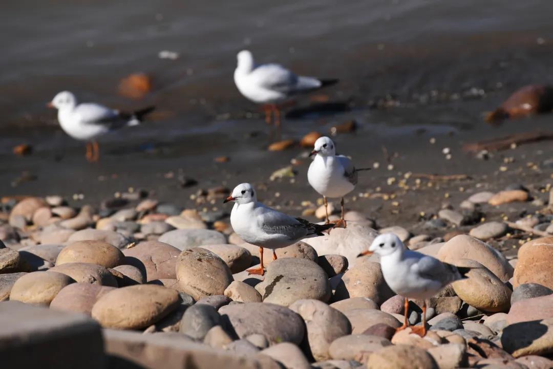 生物完整性指数竟到了最差的“无鱼”等