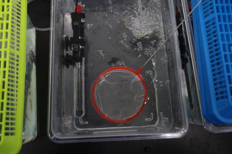 【新华社】Zebrafish exp