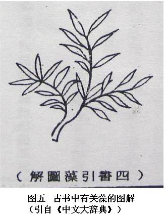 关注与“藻”有关的历史