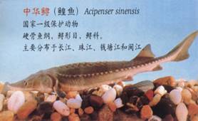 建立起热爱长江