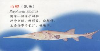 同时也是其它生命的母亲河