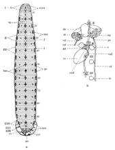 蛭类动物在星空体育彩票官网优惠活动俗