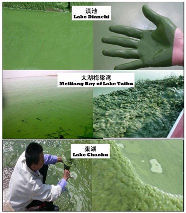 警钟——“碧水”孕育美丽的杀手