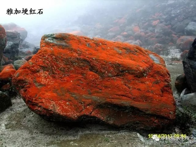 红石滩，藻类的激情展示