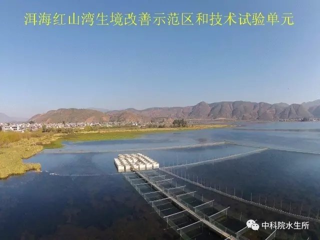 水生所在洱海干了些啥