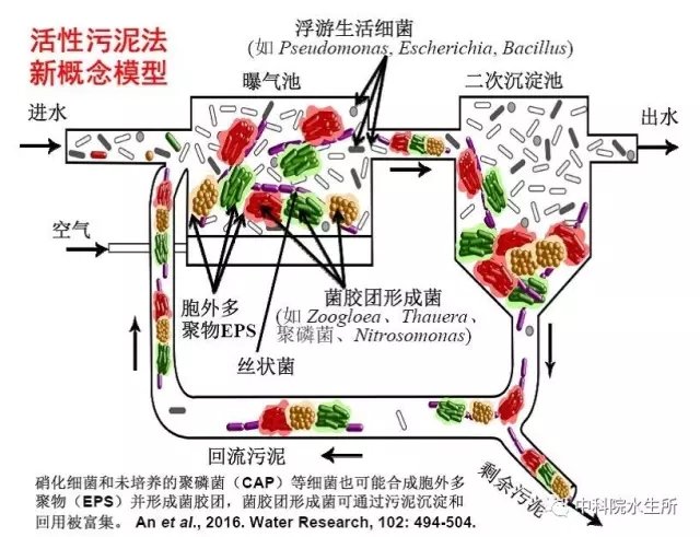水生所有关活性污泥菌胶团形成机制的研