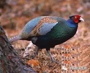 青藏高原的外来鱼类