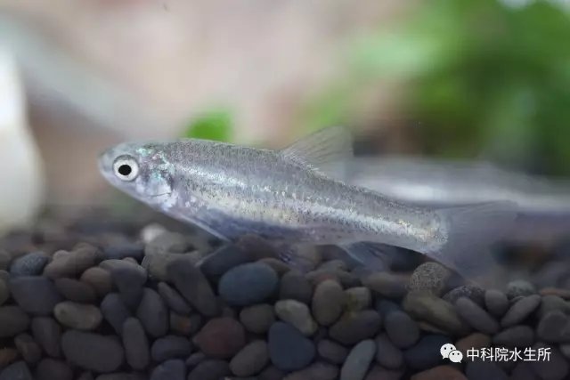 稀有鮈鲫
