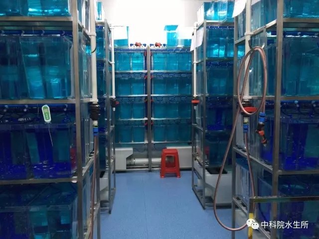 中国版的水中小白鼠