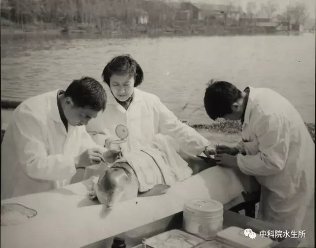 怀念白鱀豚“淇淇”