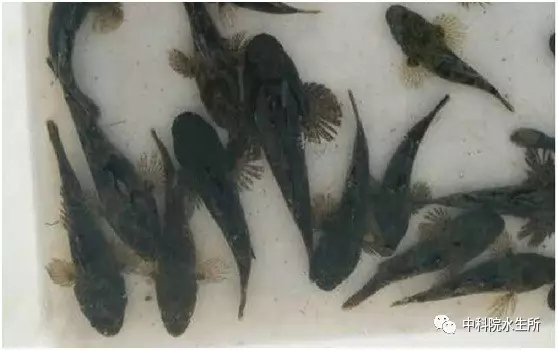 沙塘鳢为什么被尊为男人好榜样
