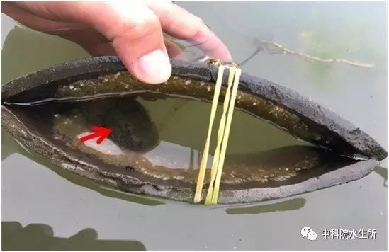 沙塘鳢为什么被尊为男人好榜样？