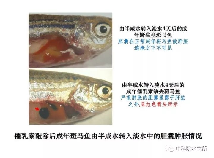 并且乳腺发育和乳汁分泌异常