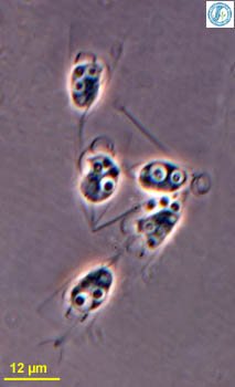 春蜓科 Gomphidae sp.