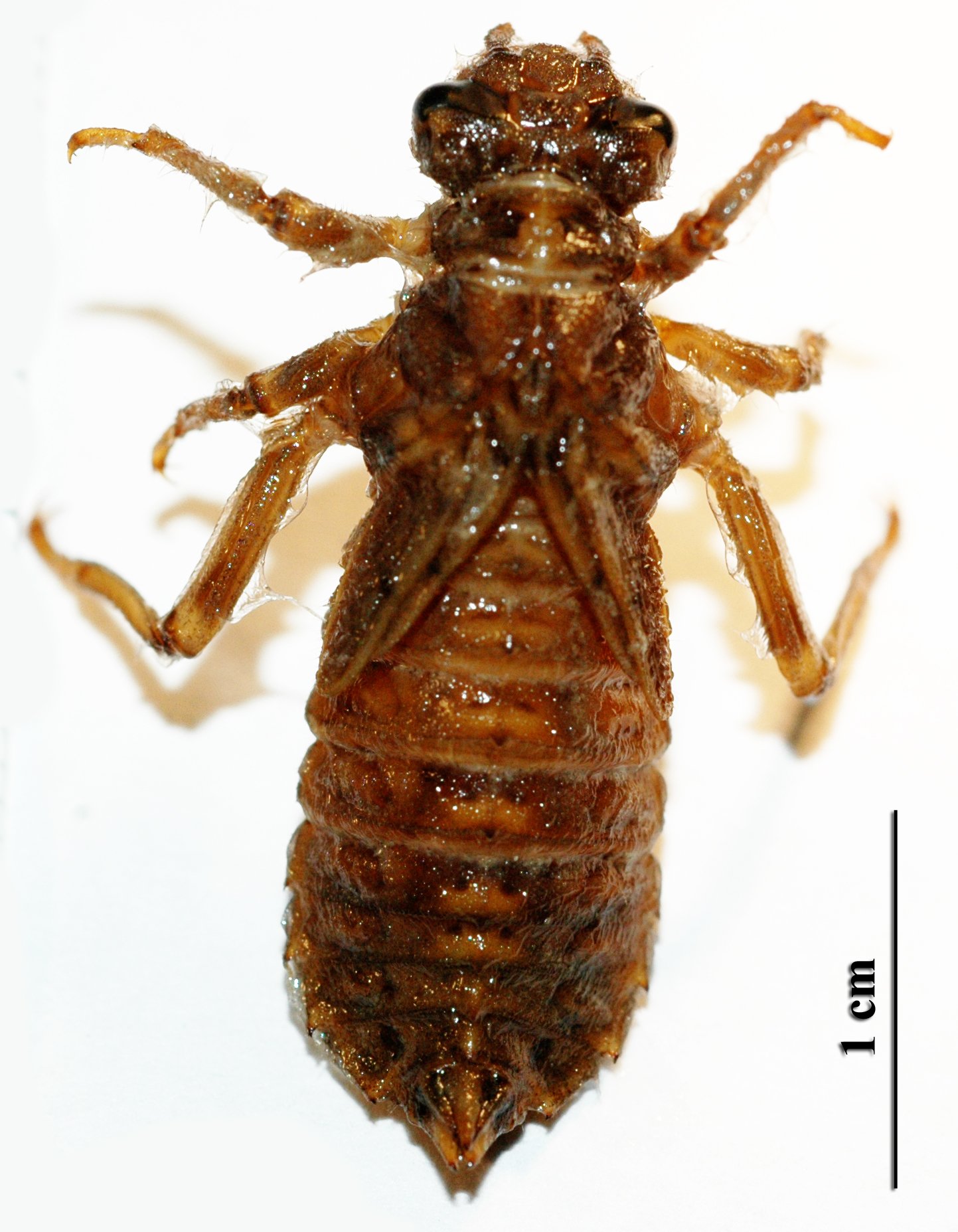 摇蚊幼虫chironomus