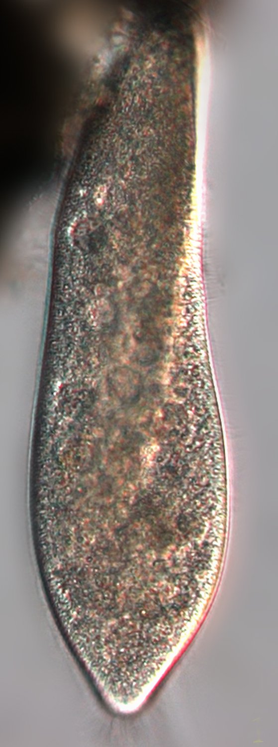尾草履虫Paramecium_cau