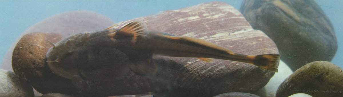 短鳍鮡