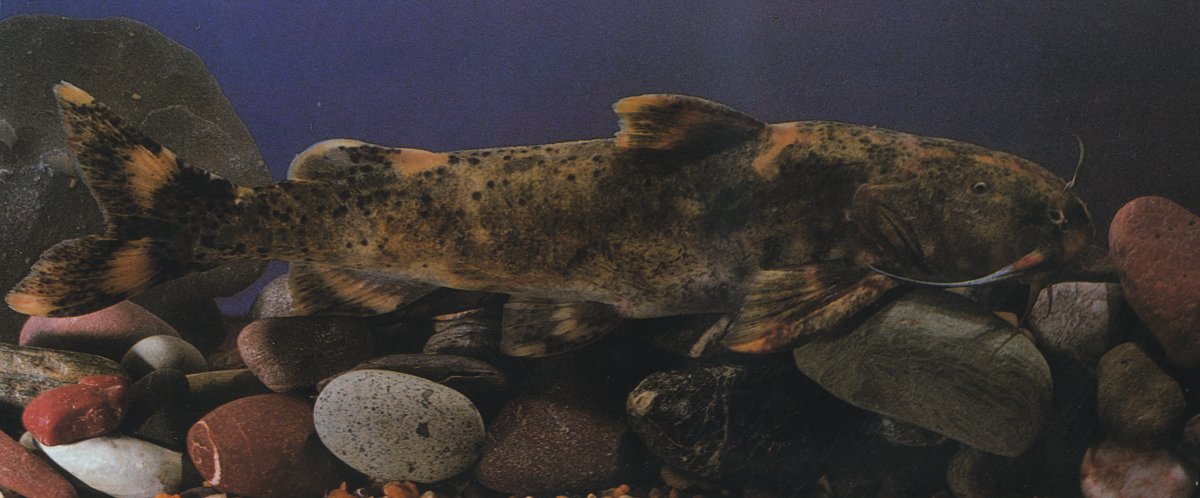 穴形纹胸鮡