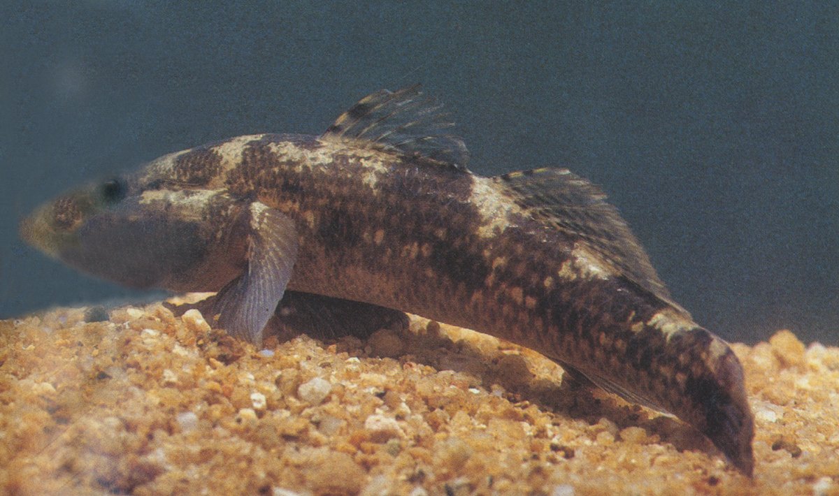 斑纹舌鰕虎鱼