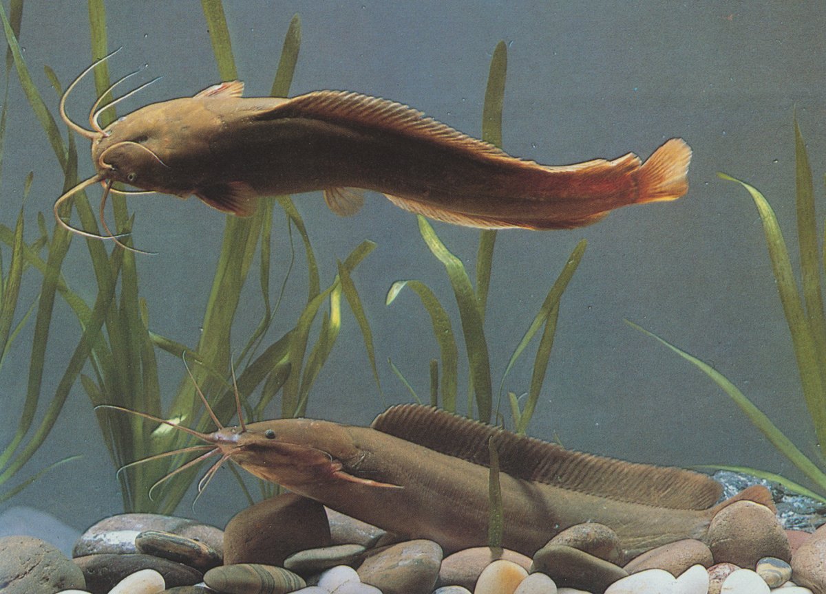 胡子鲇