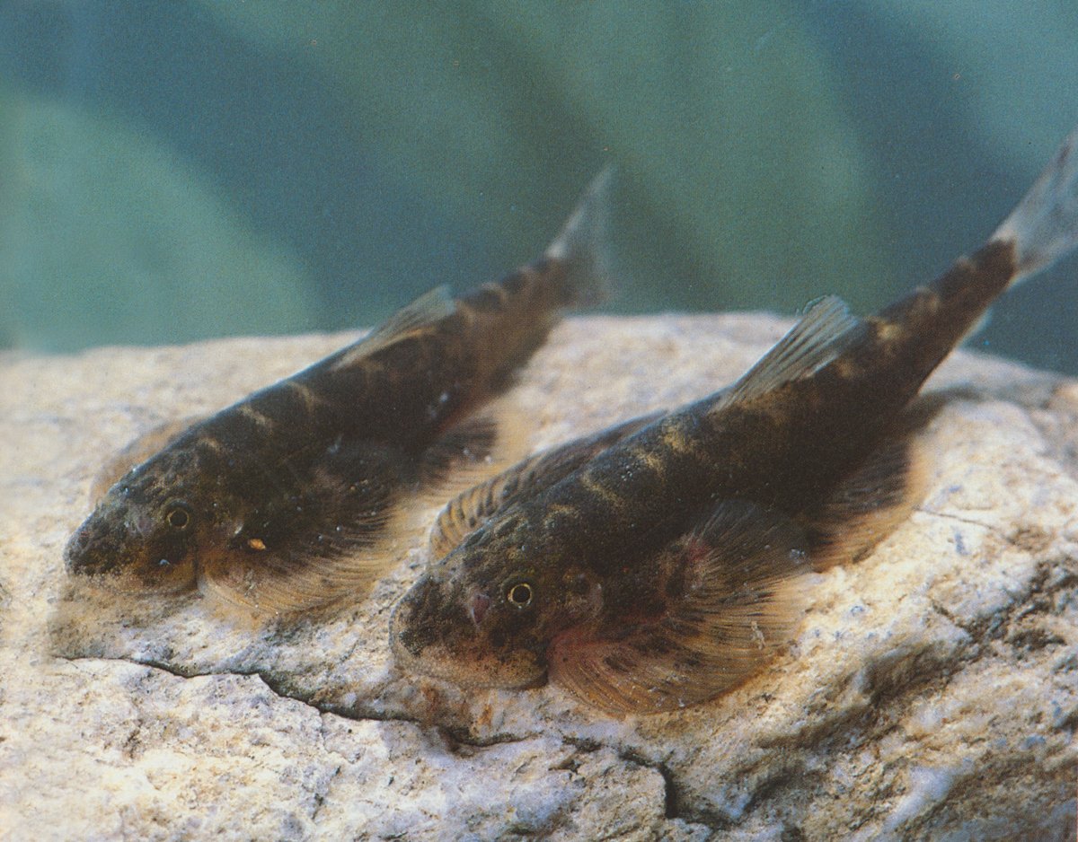 刺臀华吸鳅