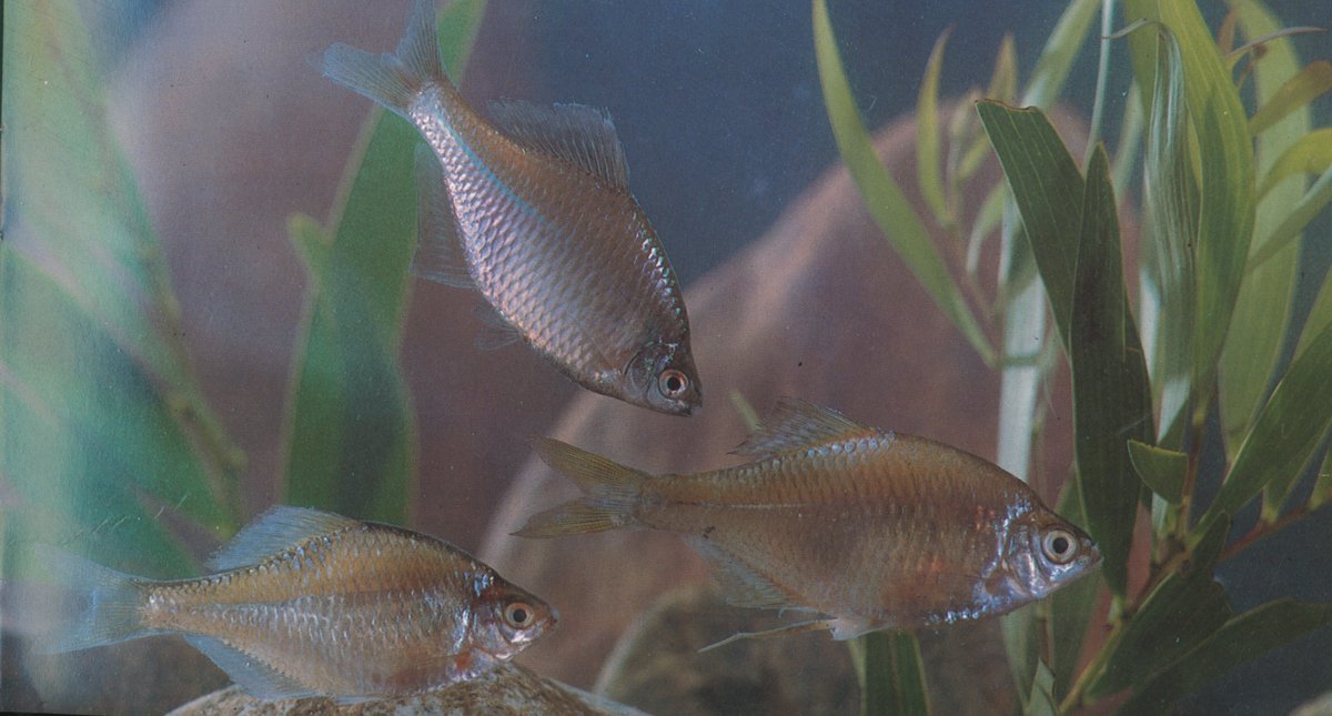 刺鳍石鲋