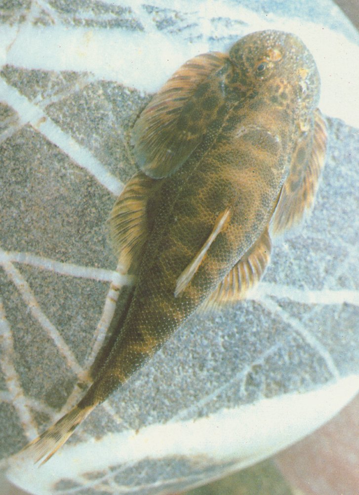四川华吸鳅
