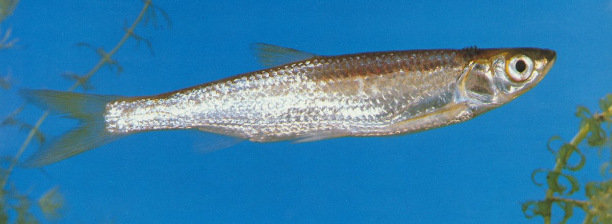 Hemiculterella sau