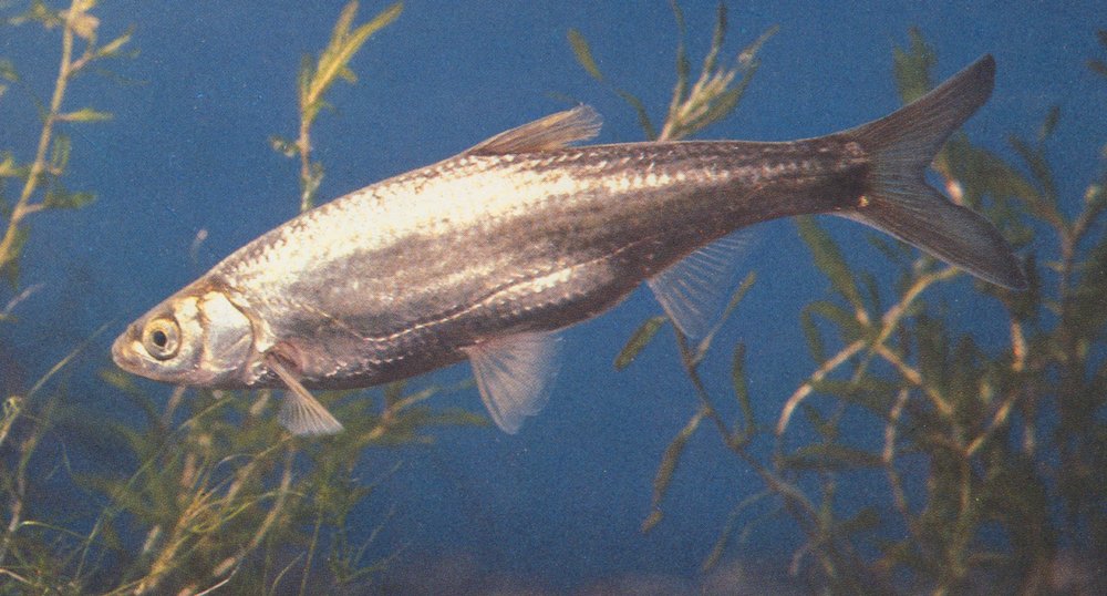 Hemiculter leucisc