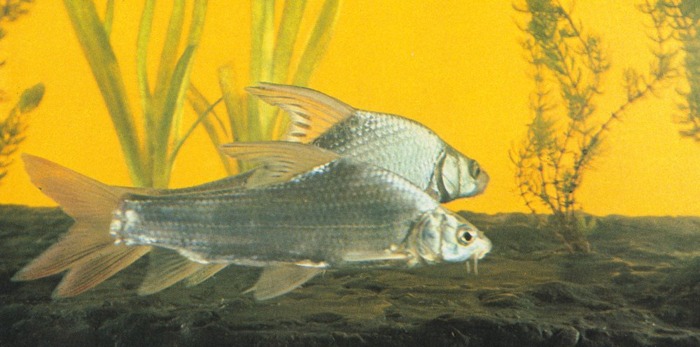 似刺鳊鮈