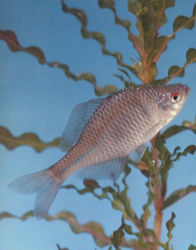 中华鳑鲏