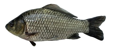 image.png 异育银鲫“中科5号”
