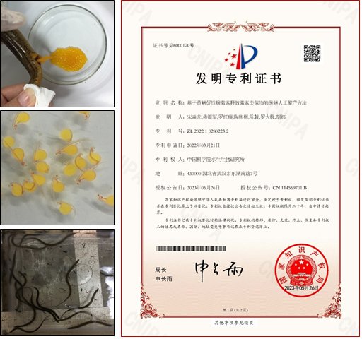 黄鳝特异催产剂与高效人工繁殖技术