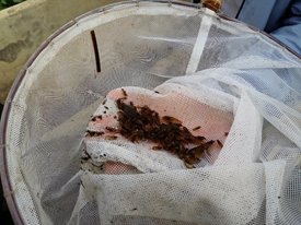 image.png 小龙虾集约化高效繁育技术