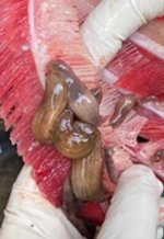 大水面鳙湖蛭病综合防控技术