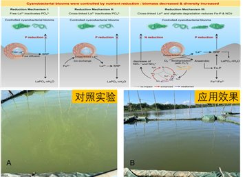 一种用于富营养化水体控磷除氮的镧基水