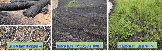 水体消落带植被修复技术