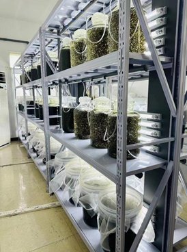 学名拟球状念珠藻