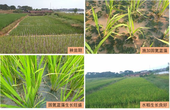 基于固氮蓝藻的畜禽养殖废弃物综合利用