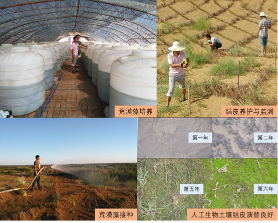 基于荒漠藻的生物土壤结皮固沙技术