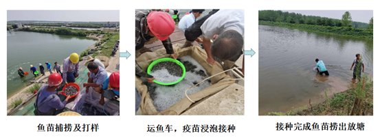 减抗健康养殖技术