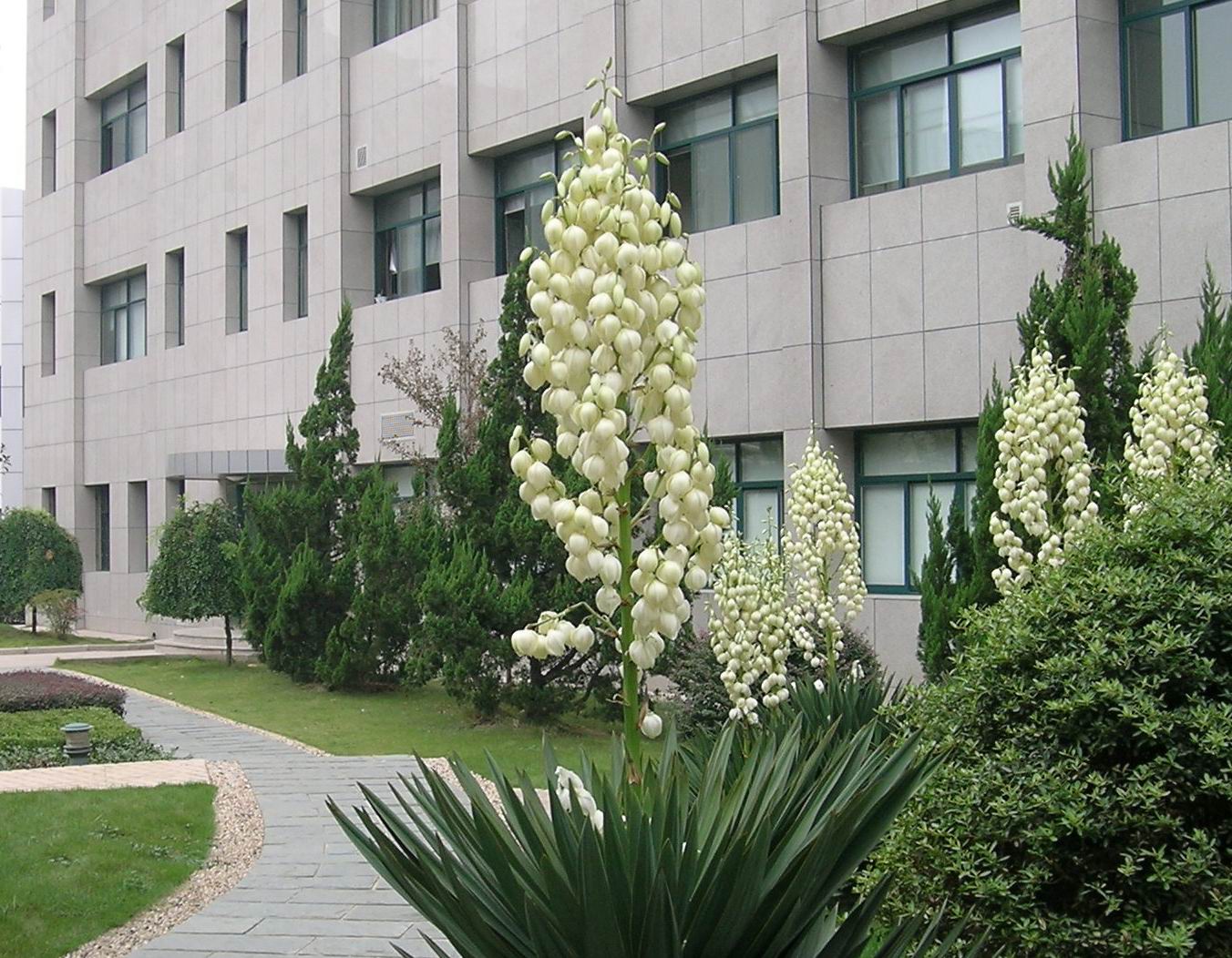 标本馆丝兰
